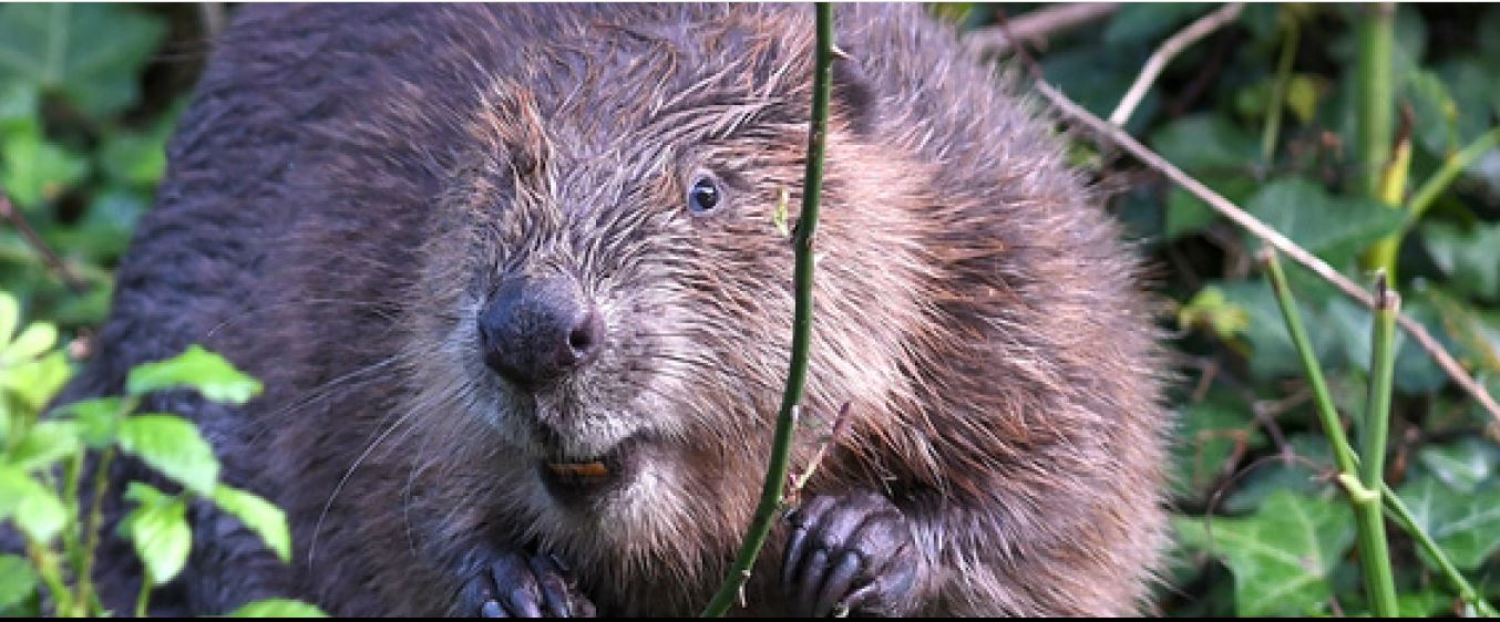 Beaver © David Parkyn / Cornwall Wildlife Trust 